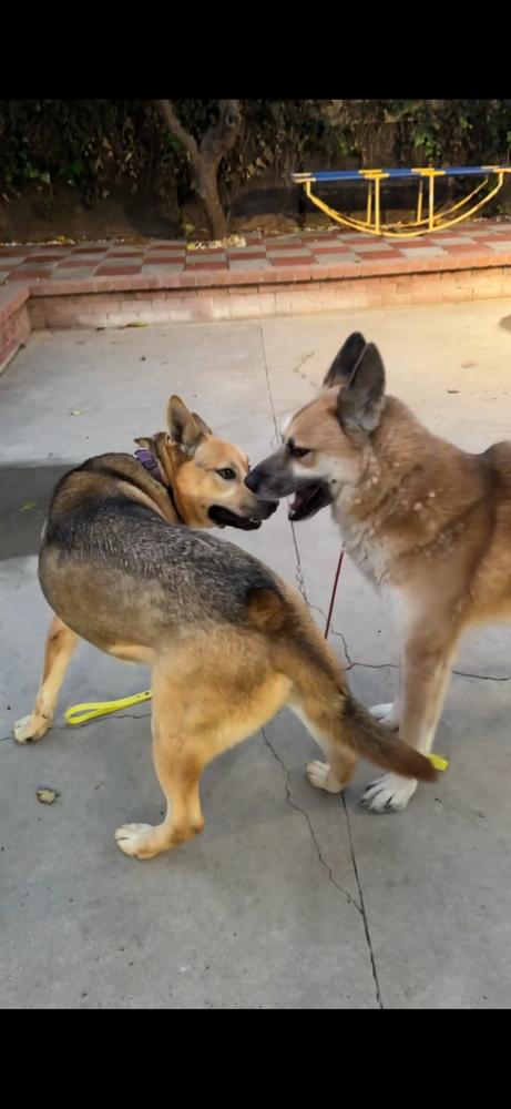 Enlarge Rambo, a Adoptable German Shepherd Dog in Pasadena, CA image 4/5