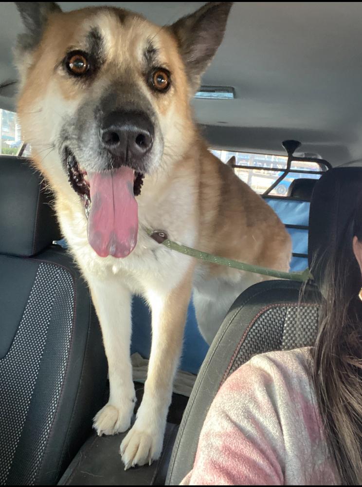 Enlarge Rambo, a Adoptable German Shepherd Dog in Pasadena, CA image 5/5