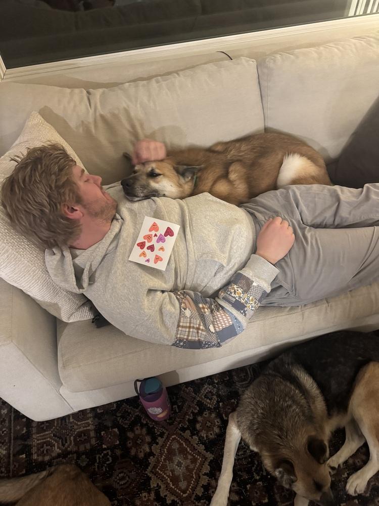 Enlarge Rambo, a Adoptable German Shepherd Dog in Pasadena, CA image 3/6