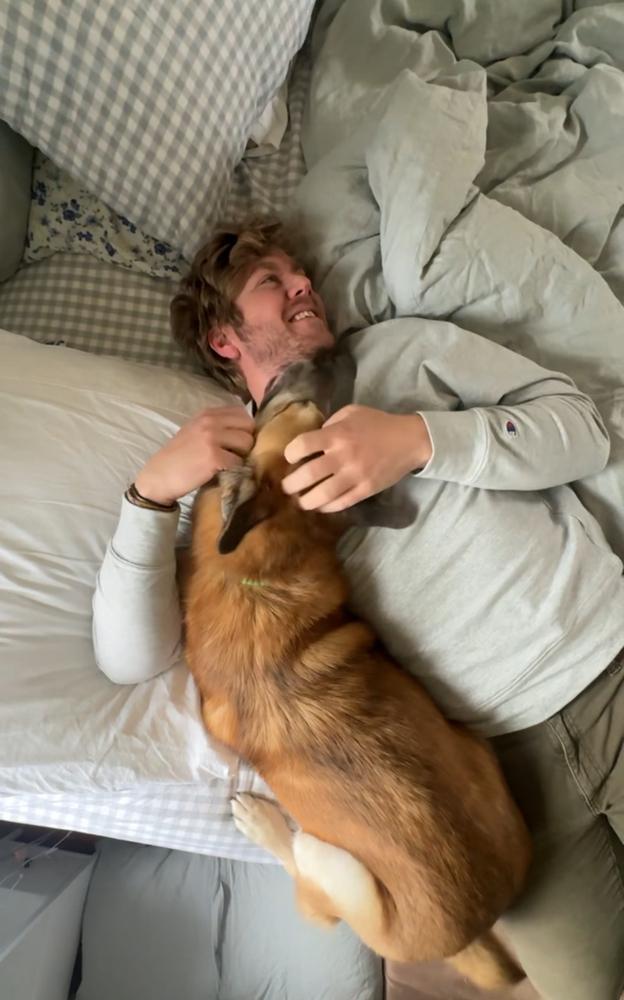 Enlarge Rambo, a Adoptable German Shepherd Dog in Pasadena, CA image 4/6