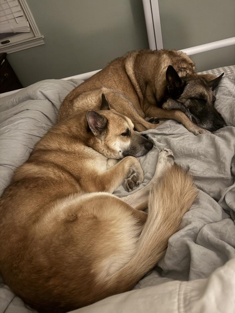 Enlarge Rambo, a Adoptable German Shepherd Dog in Pasadena, CA image 5/6