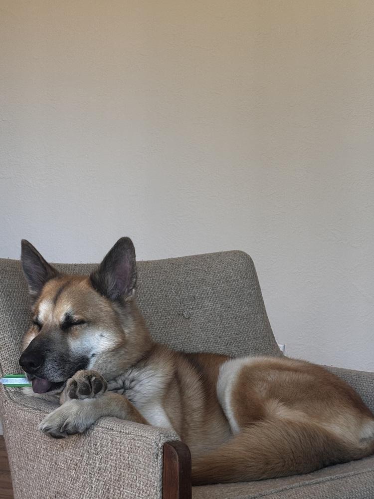 Enlarge Rambo, a Adoptable German Shepherd Dog in Pasadena, CA image 6/6