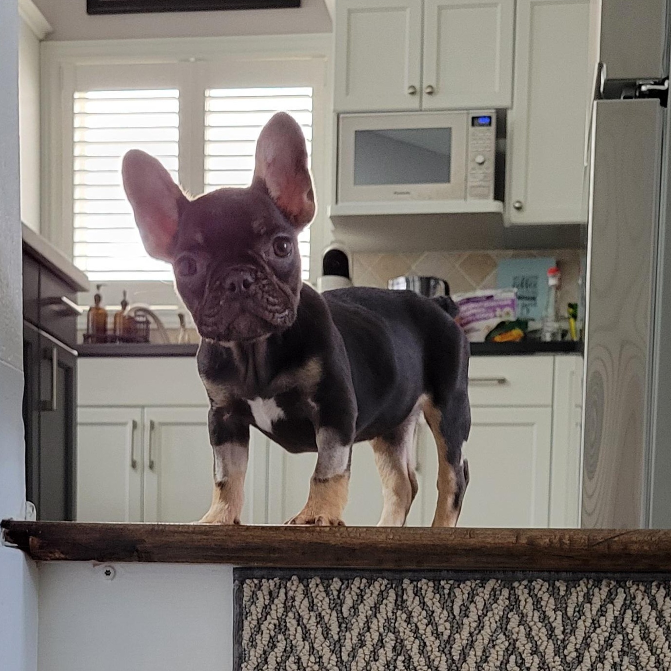 Freedom, an adopted French Bulldog in Scarborough, ON image 3/6