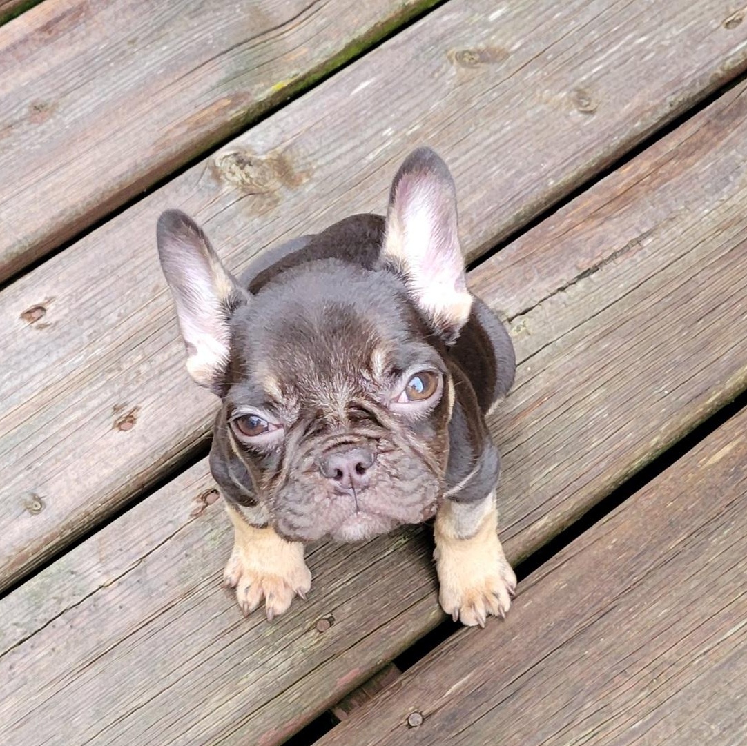 Freedom, an adopted French Bulldog in Scarborough, ON image 4/6
