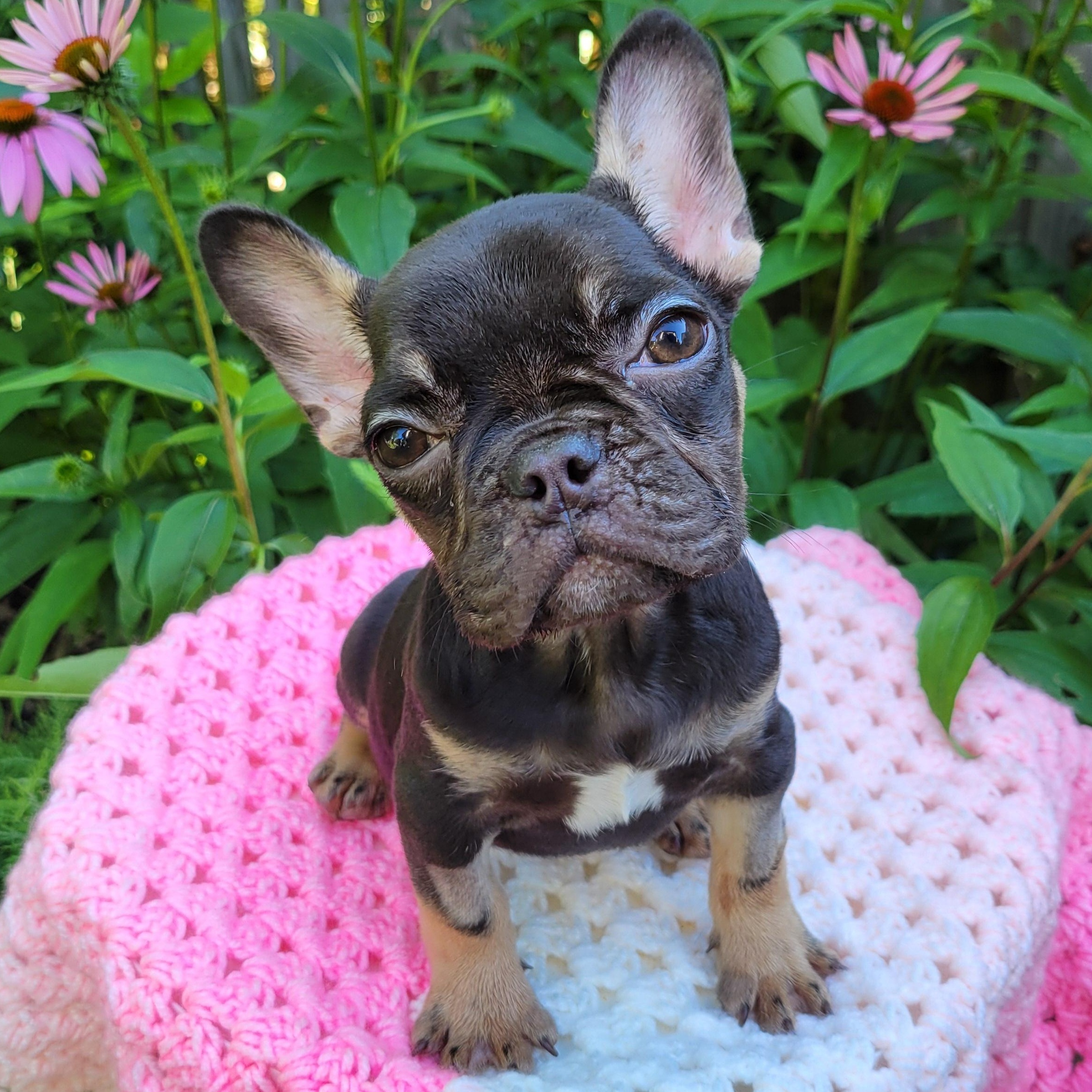 Freedom, adopted, Puppy Female French Bulldog.