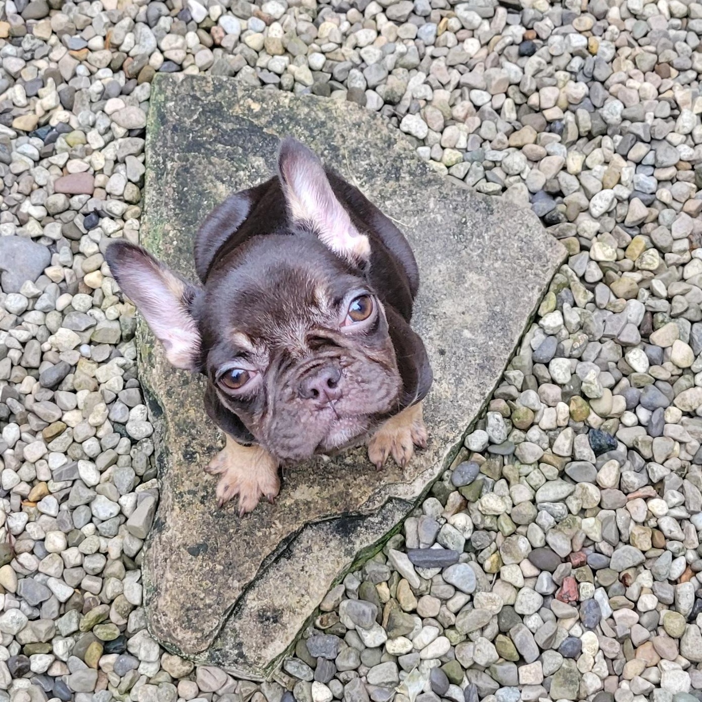 Freedom, an adopted French Bulldog in Scarborough, ON image 2/6