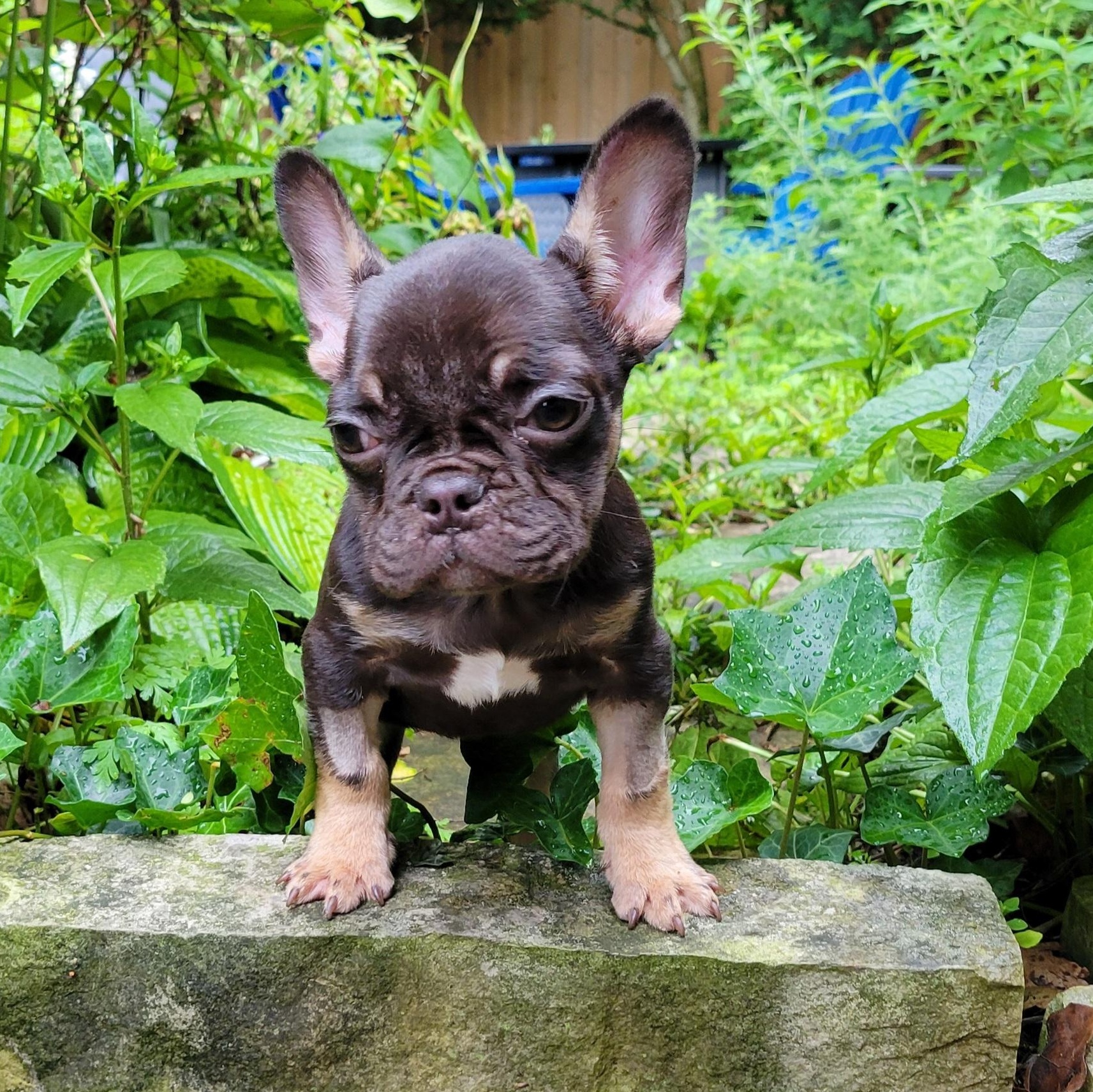 Freedom, an adopted French Bulldog in Scarborough, ON image 5/6