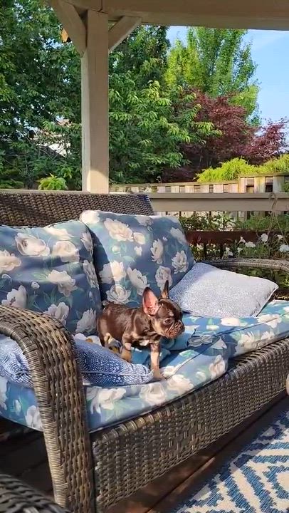 Enlarge Freedom, an adopted French Bulldog in Scarborough, ON video 6/6