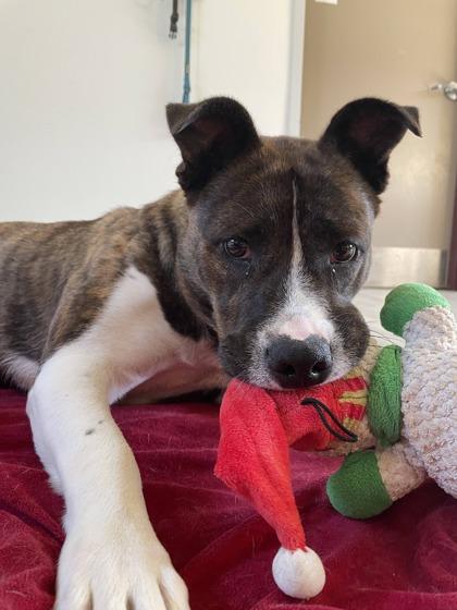 Enlarge Sheba, a Adoptable mixed breed in South Bend, IN image 1/3