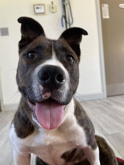 Enlarge Sheba, a Adoptable mixed breed in South Bend, IN image 2/3