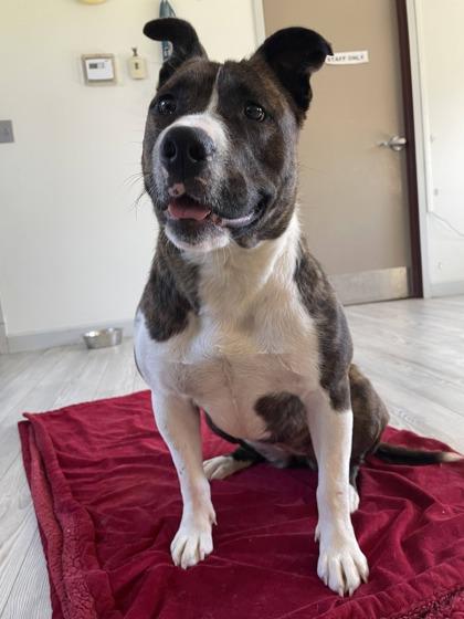 Enlarge Sheba, a Adoptable mixed breed in South Bend, IN image 3/3