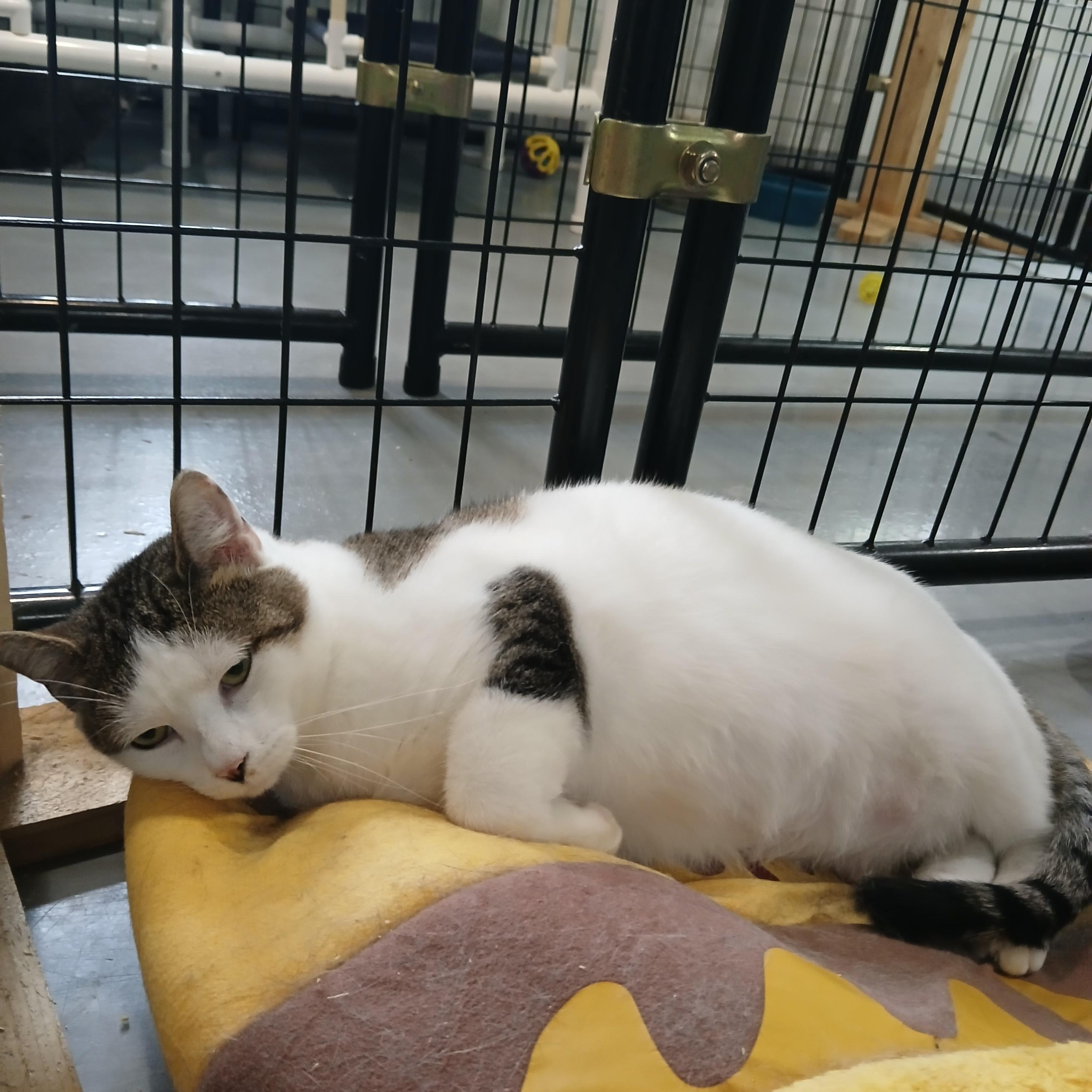 Jim, Adoptable, Kitten Male American Shorthair.
