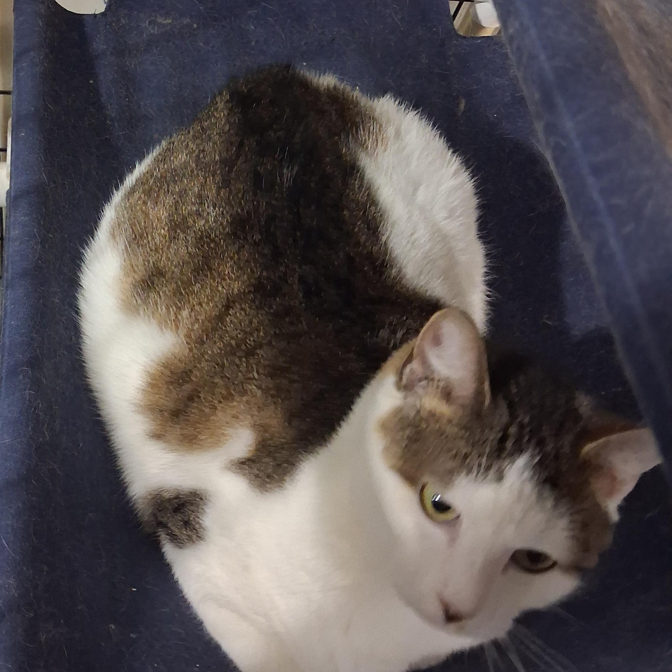 Enlarge Jim, a Adopted American Shorthair in Iowa Falls, IA image 4/4