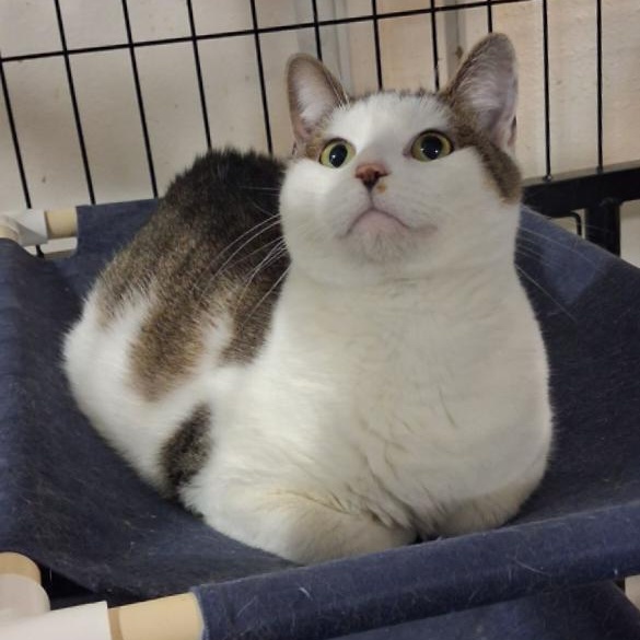 Enlarge Jim, a Adopted American Shorthair in Iowa Falls, IA image 3/4