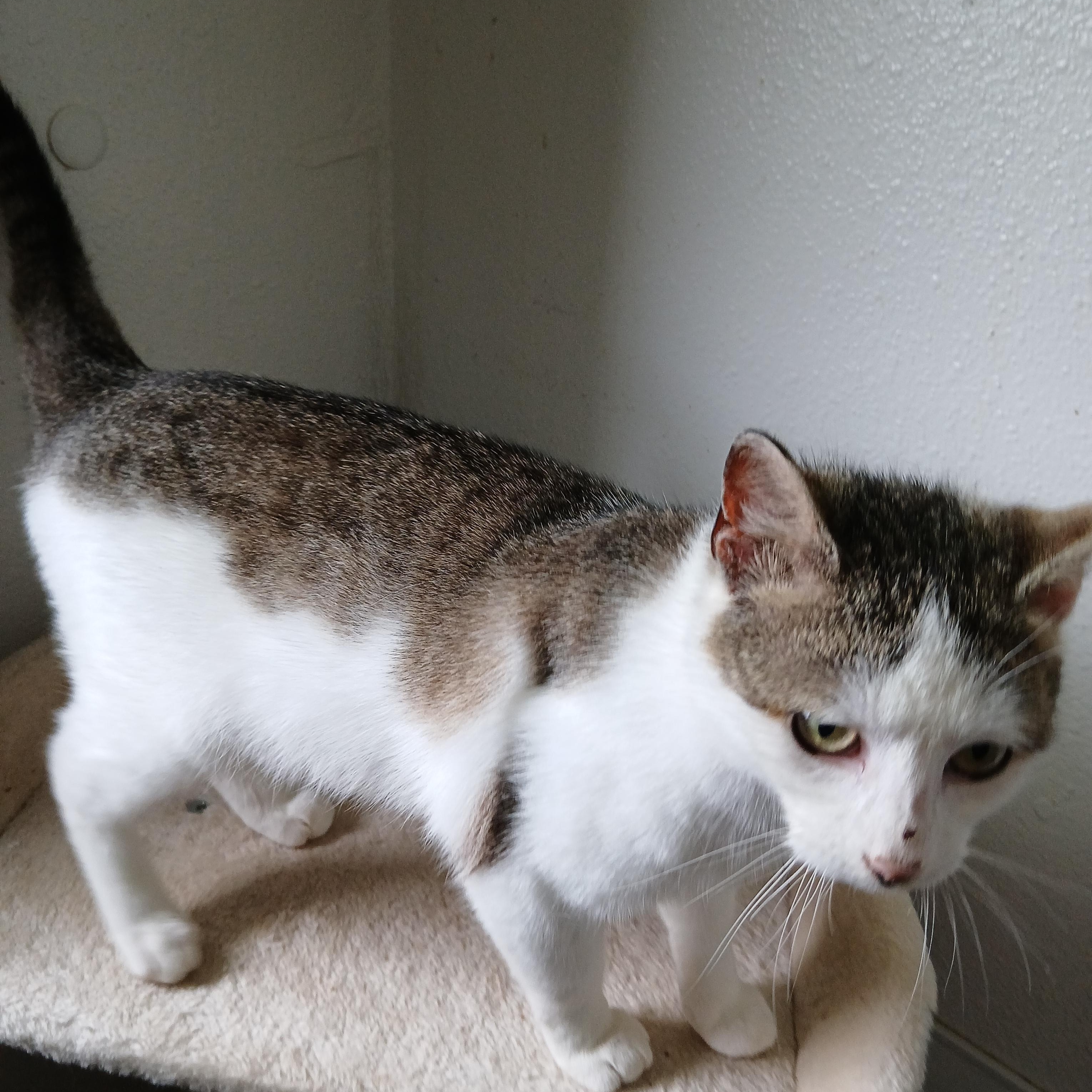 Enlarge Jim, a ADOPTABLE American Shorthair in Iowa Falls, IA image 1/1