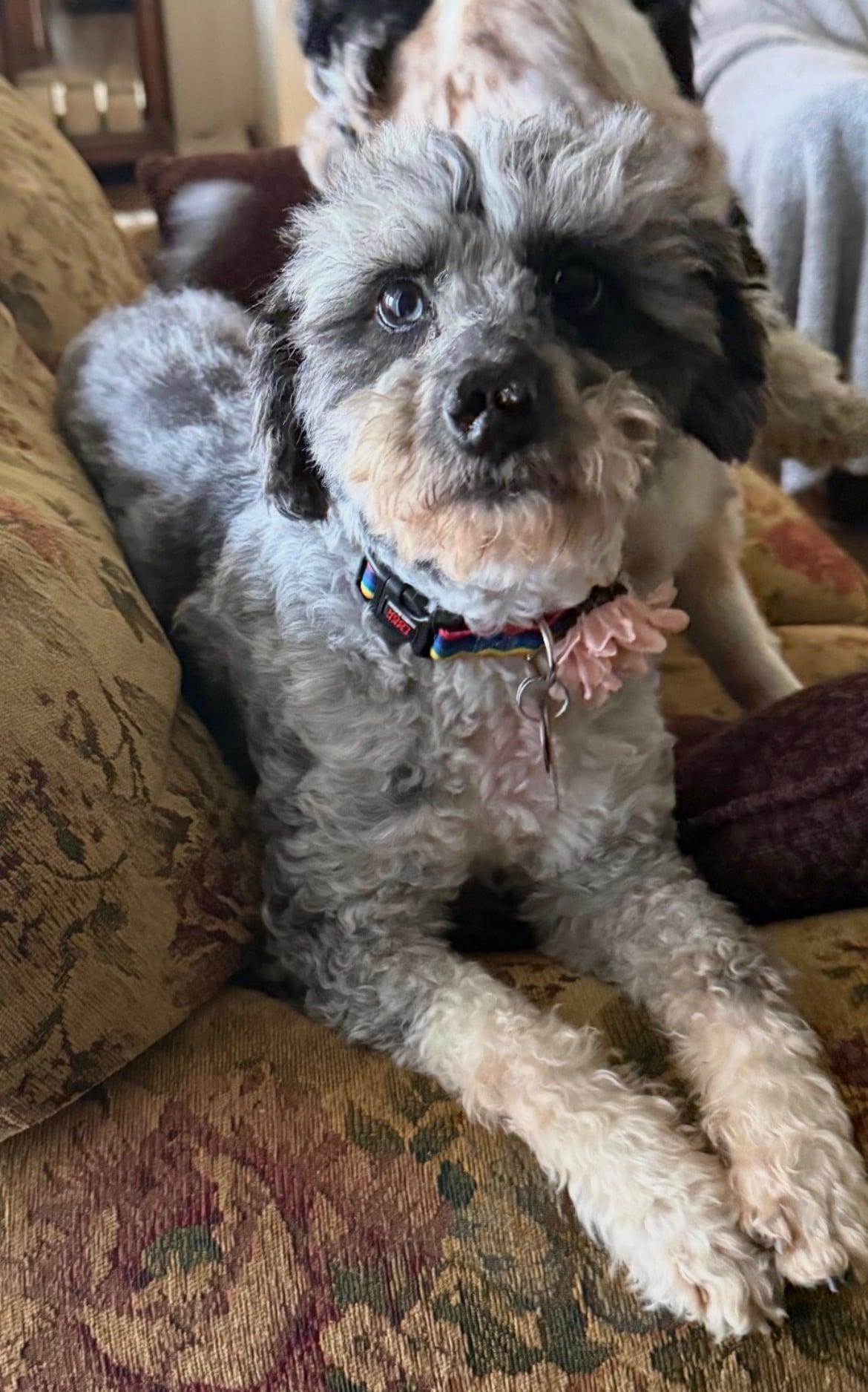 Enlarge Edna!!, a ADOPTABLE mixed breed in Celina, OH image 2/4