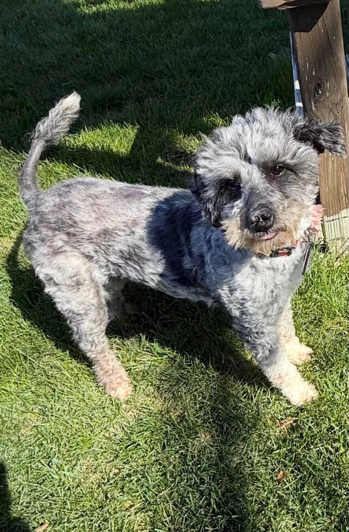 Enlarge Edna!!, a ADOPTABLE mixed breed in Celina, OH image 3/4