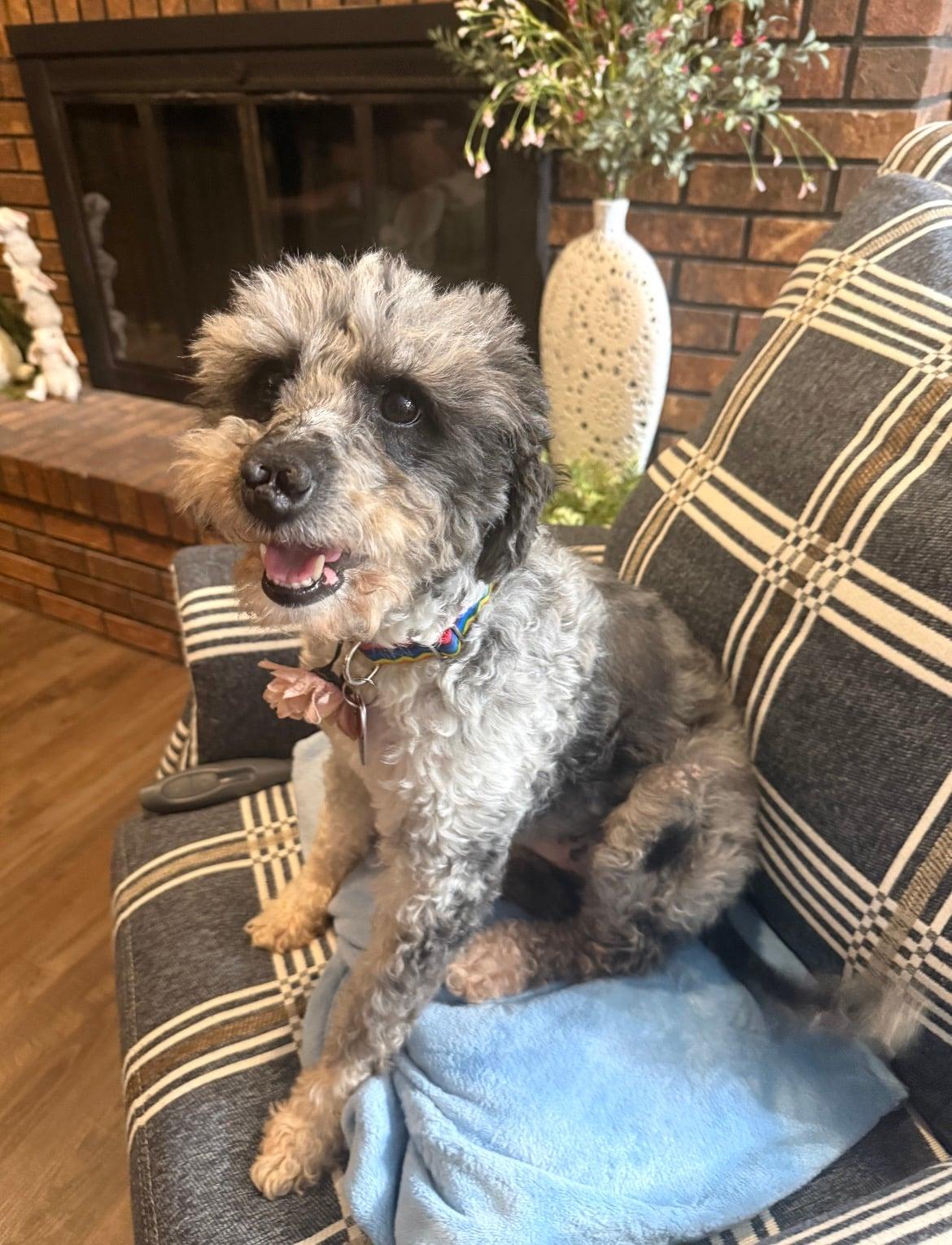 Enlarge Edna!!, a ADOPTABLE mixed breed in Celina, OH image 4/4