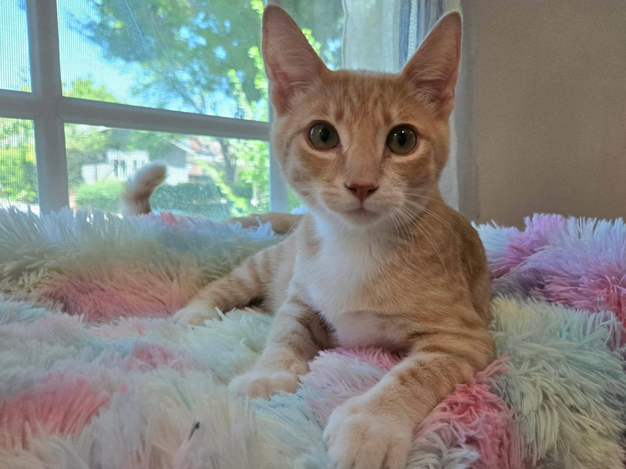 Wyatt, a ADOPTABLE Domestic Short Hair in La Canada, CA image 6/6