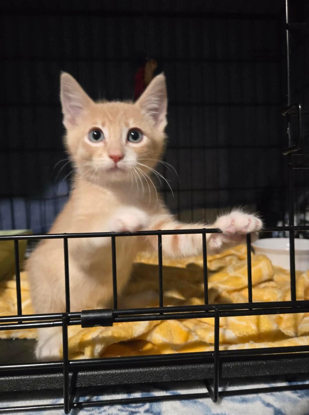 Wyatt, a ADOPTABLE Domestic Short Hair in La Canada, CA image 2/2