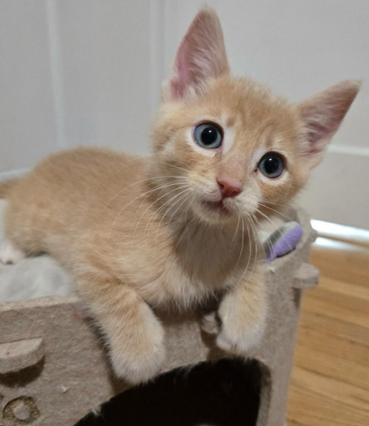 Wyatt, a ADOPTABLE Domestic Short Hair in La Canada, CA image 1/2