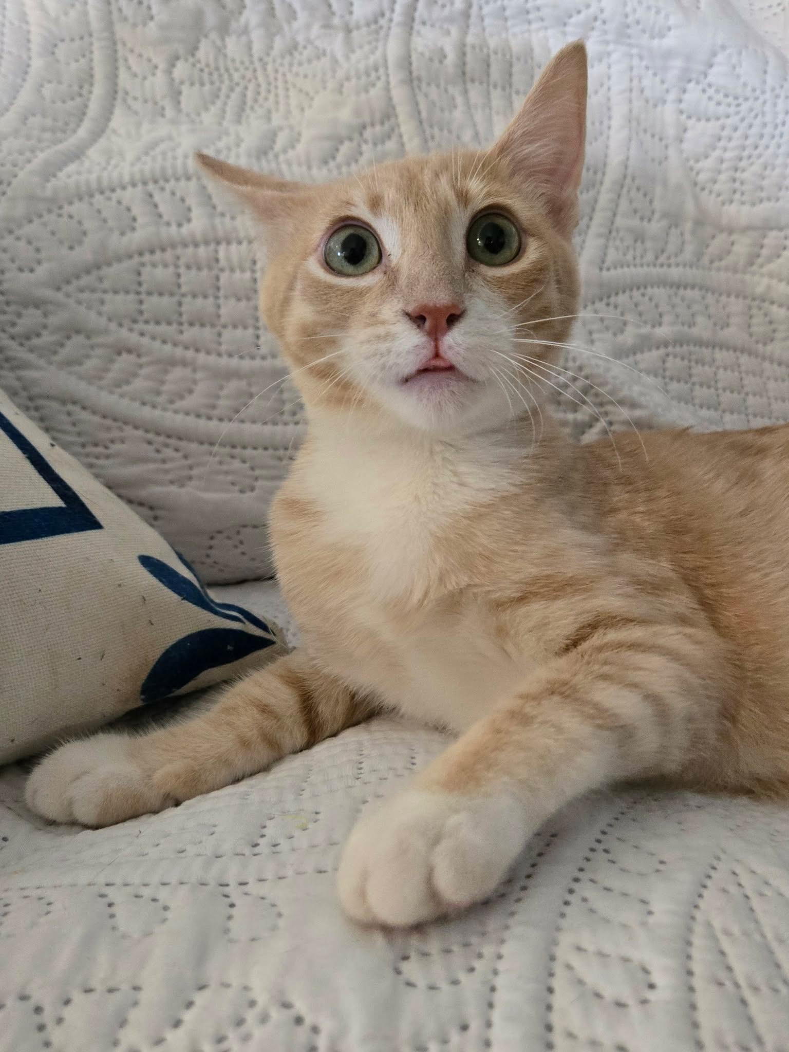 Wyatt, a ADOPTABLE Domestic Short Hair in La Canada, CA image 2/6
