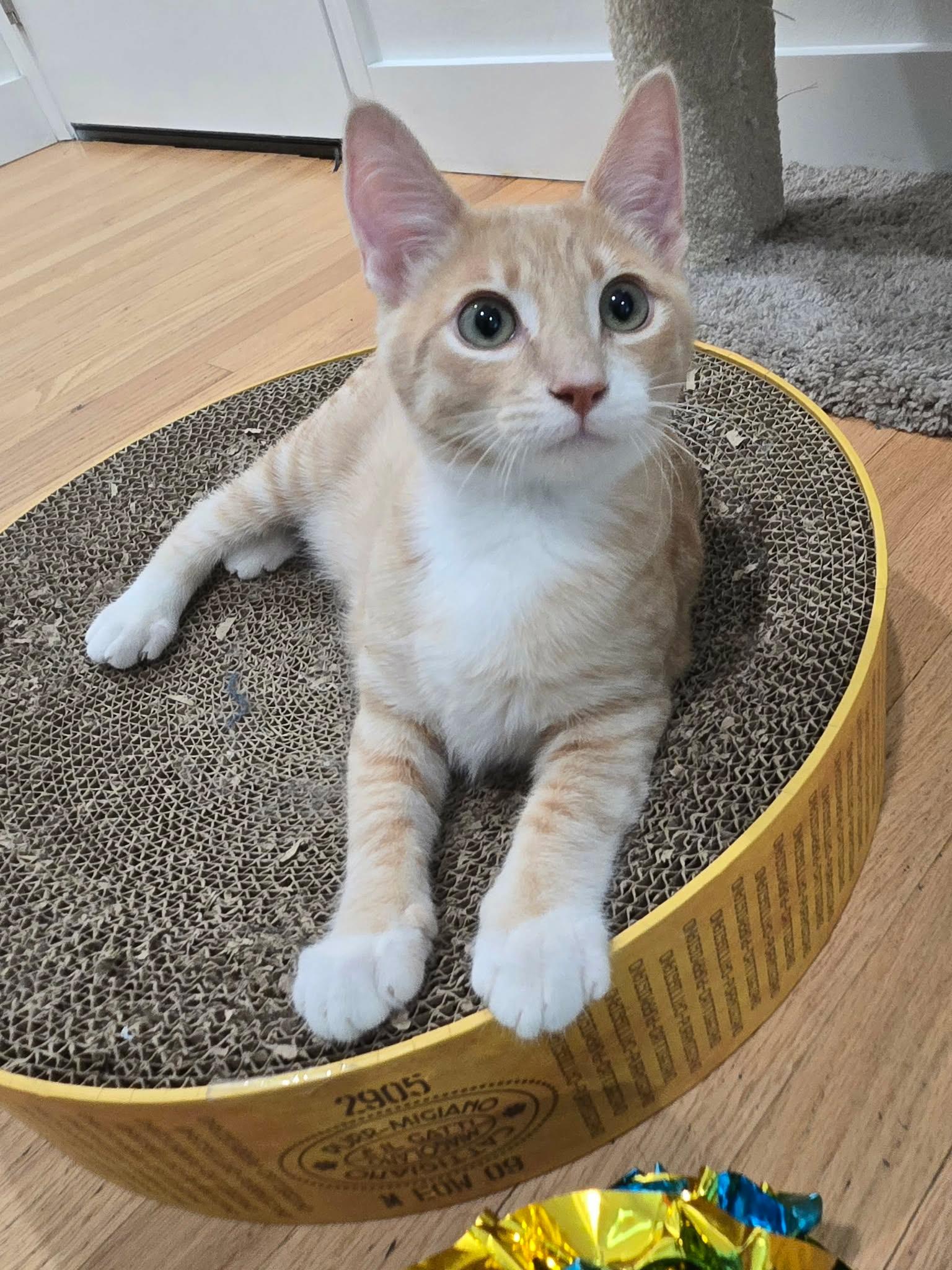 Wyatt, a ADOPTABLE Domestic Short Hair in La Canada, CA image 3/6