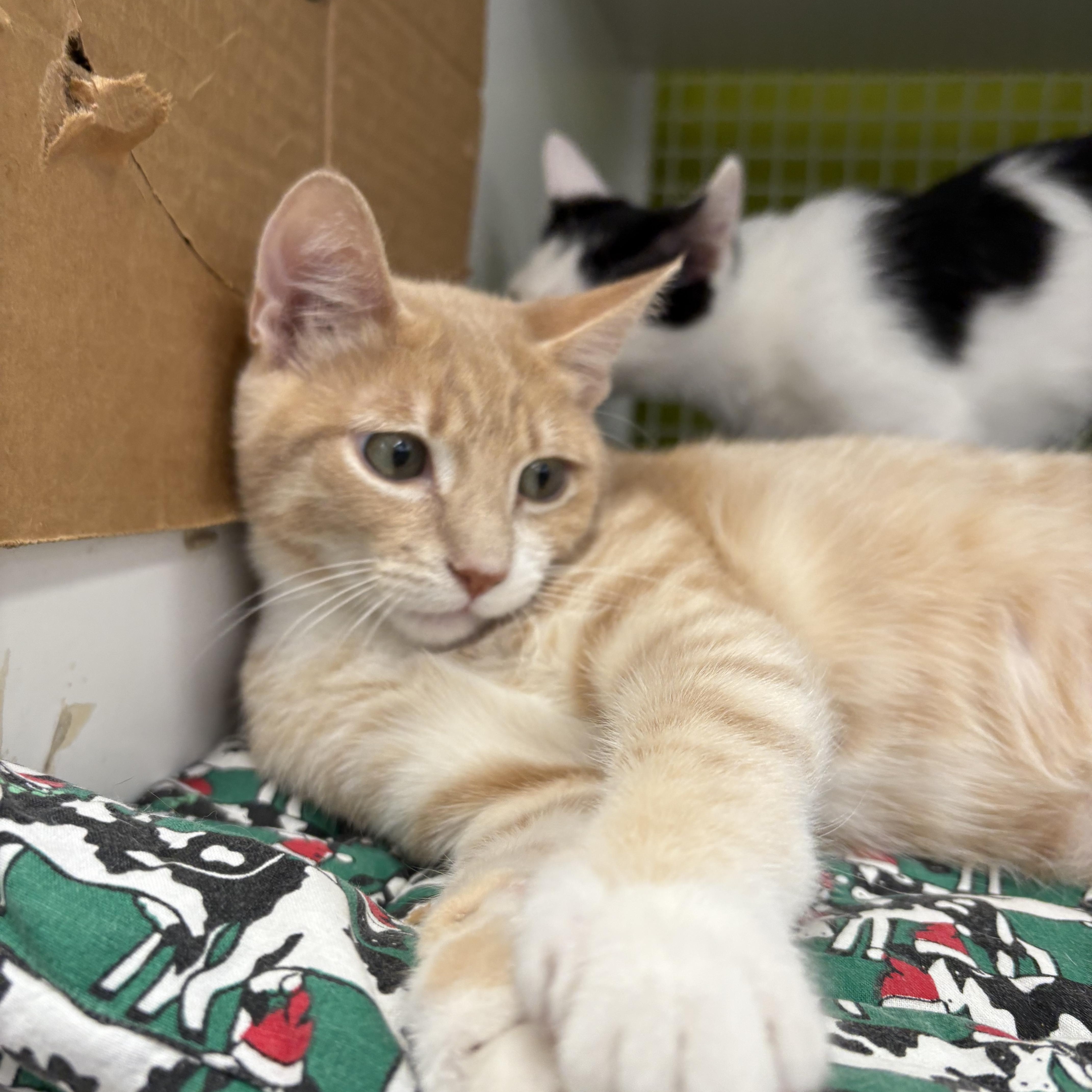 Wyatt, ADOPTABLE, Kitten Male Domestic Short Hair.