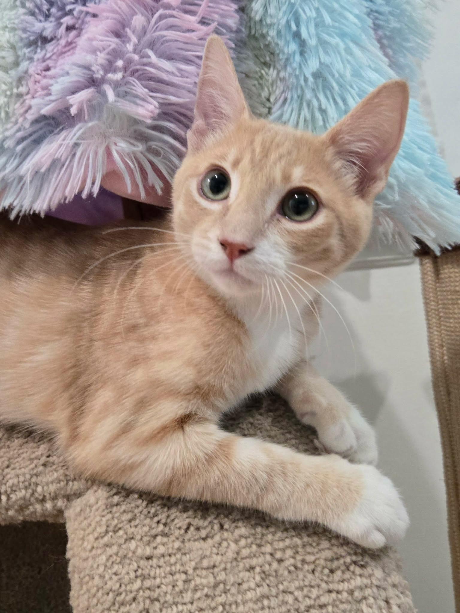 Wyatt, a ADOPTABLE Domestic Short Hair in La Canada, CA image 4/6