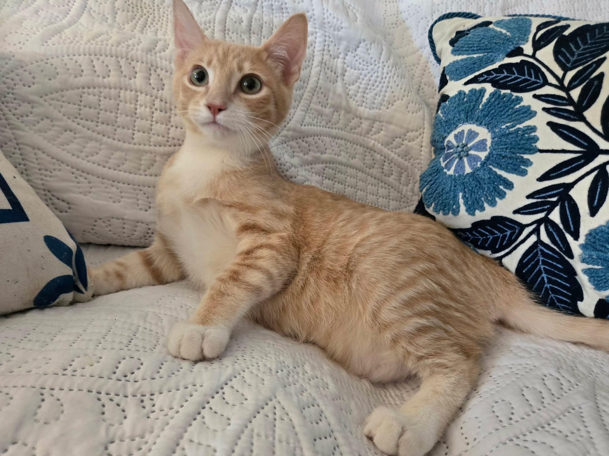 Wyatt, a ADOPTABLE Domestic Short Hair in La Canada, CA image 5/6