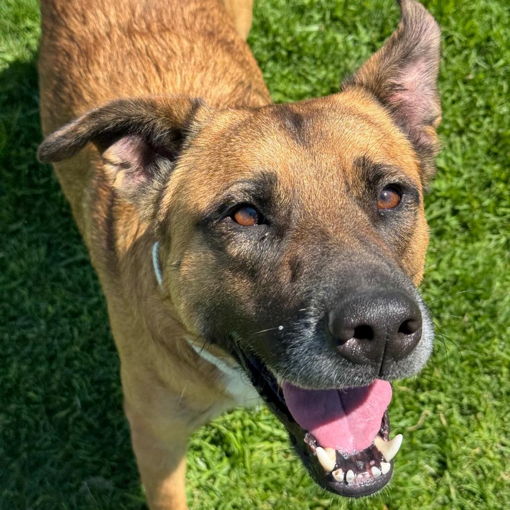Enlarge Bubba, a Adoptable mixed breed in Santa Barbara, CA image 1/6