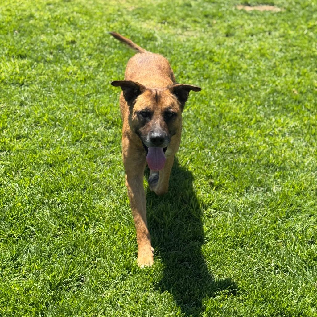 Enlarge Bubba, a Adoptable mixed breed in Santa Barbara, CA image 2/6
