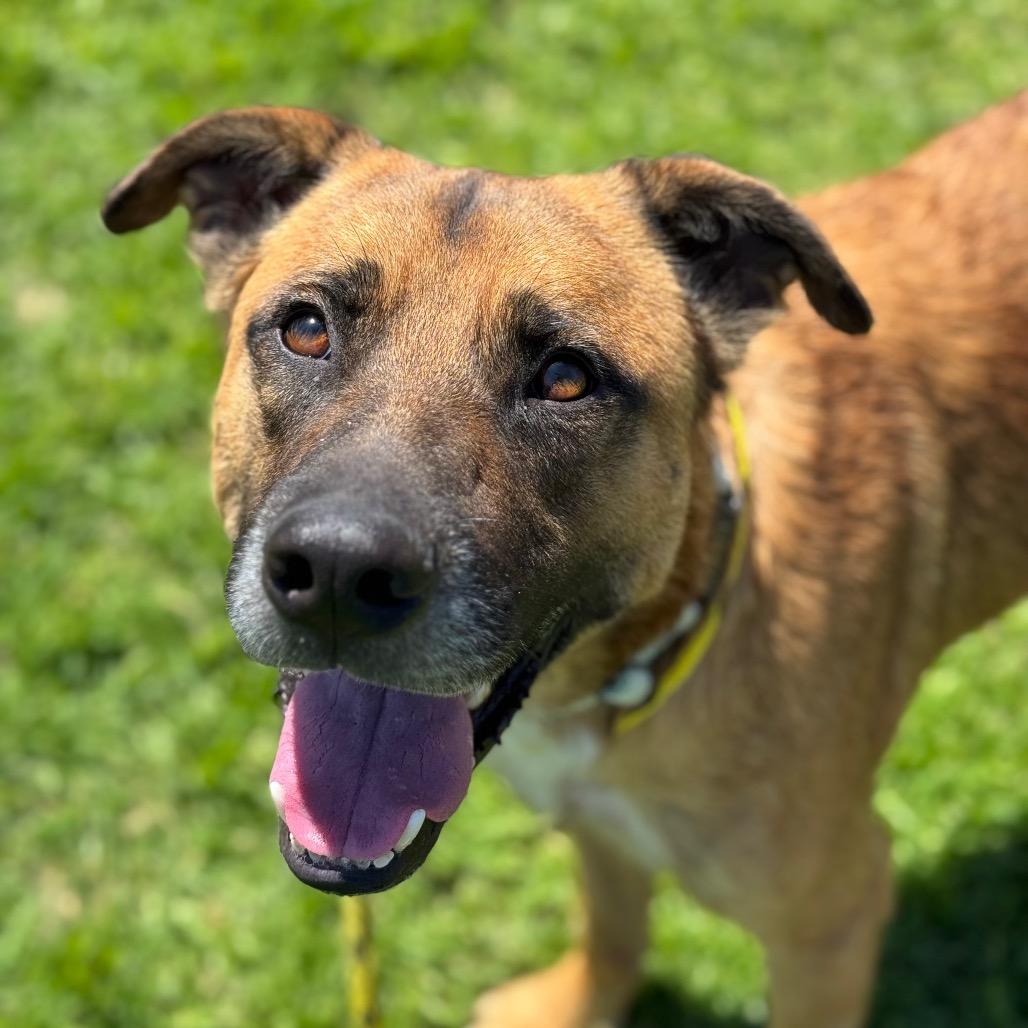 Enlarge Bubba, a Adoptable mixed breed in Santa Barbara, CA image 3/6