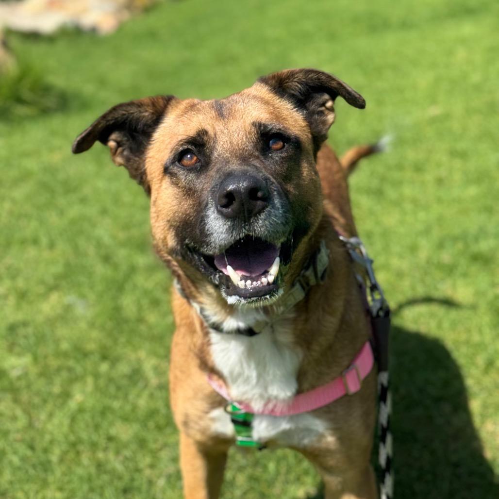 Enlarge Bubba, a Adoptable mixed breed in Santa Barbara, CA image 4/6