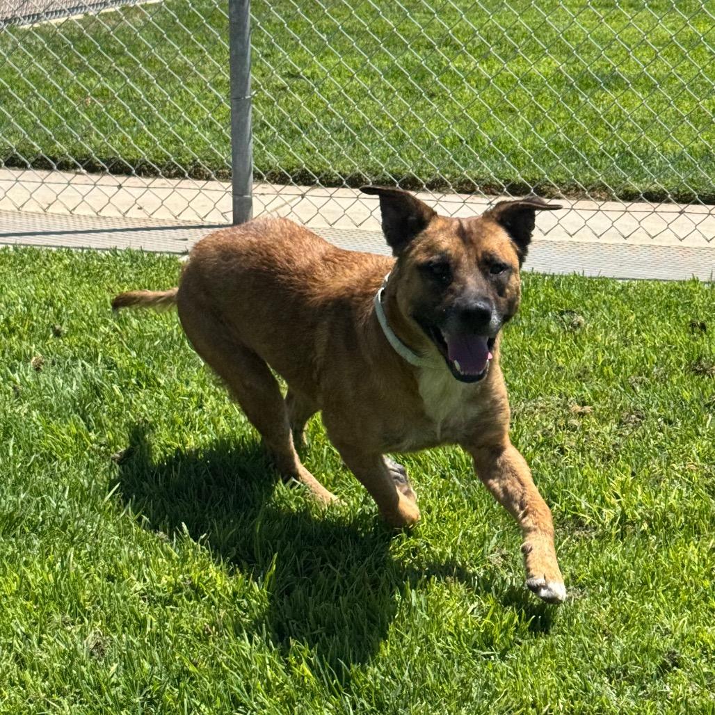 Enlarge Bubba, a Adoptable mixed breed in Santa Barbara, CA image 5/6