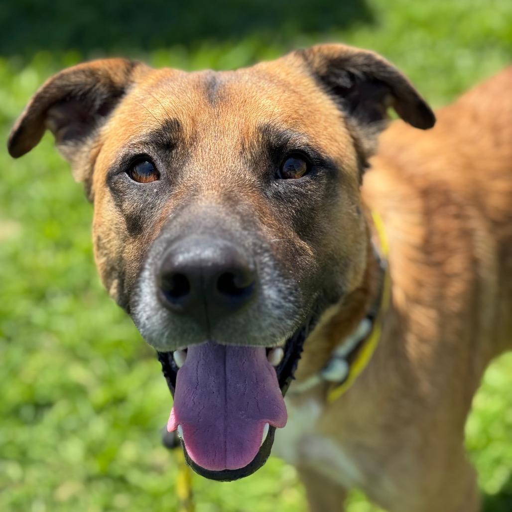 Enlarge Bubba, a Adoptable mixed breed in Santa Barbara, CA image 6/6