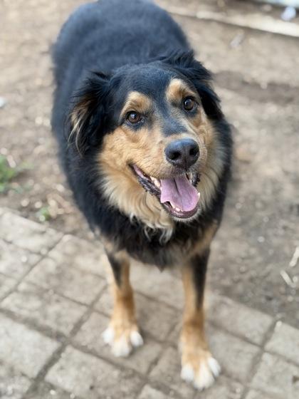 Luke Skywalker, a Adoptable mixed breed in Irving, TX image 1/3