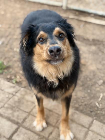 Luke Skywalker, a Adoptable mixed breed in Irving, TX image 2/3