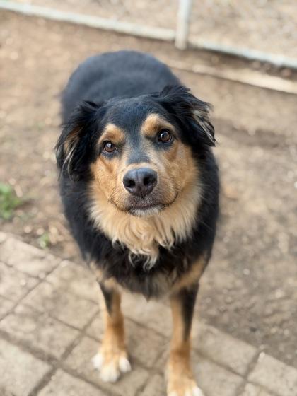 Luke Skywalker, a Adoptable mixed breed in Irving, TX image 3/3
