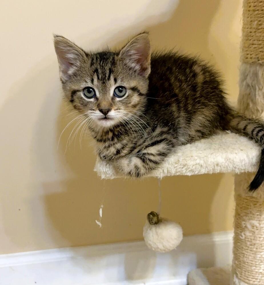 Enlarge Finn, a Adoptable Domestic Short Hair in Mooresville, NC image 1/4