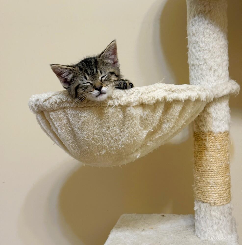 Finn, Adoptable, Kitten Male Domestic Short Hair.