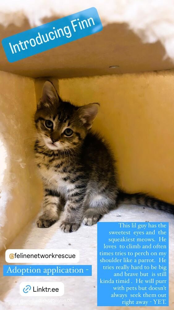 Enlarge Finn, a Adoptable Domestic Short Hair in Mooresville, NC image 3/4