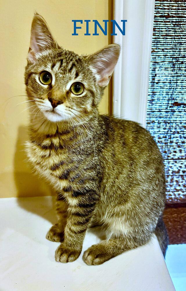 Finn, a Adoptable Domestic Short Hair in Mooresville, NC image 2/2