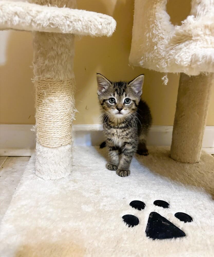 Enlarge Finn, a Adoptable Domestic Short Hair in Mooresville, NC image 4/4