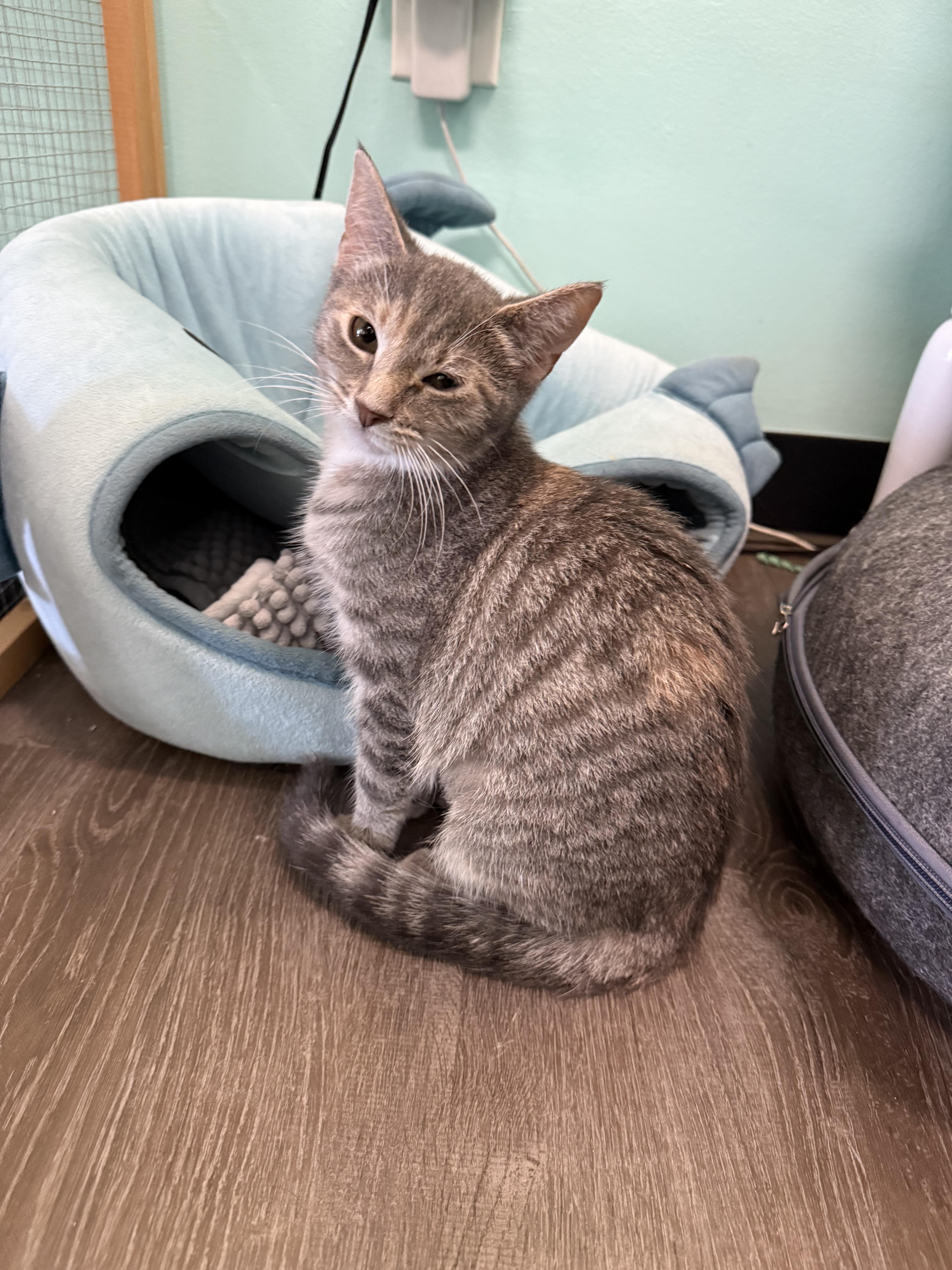 Enlarge Jill, a Adoptable Domestic Short Hair in Penfield, NY image 2/3