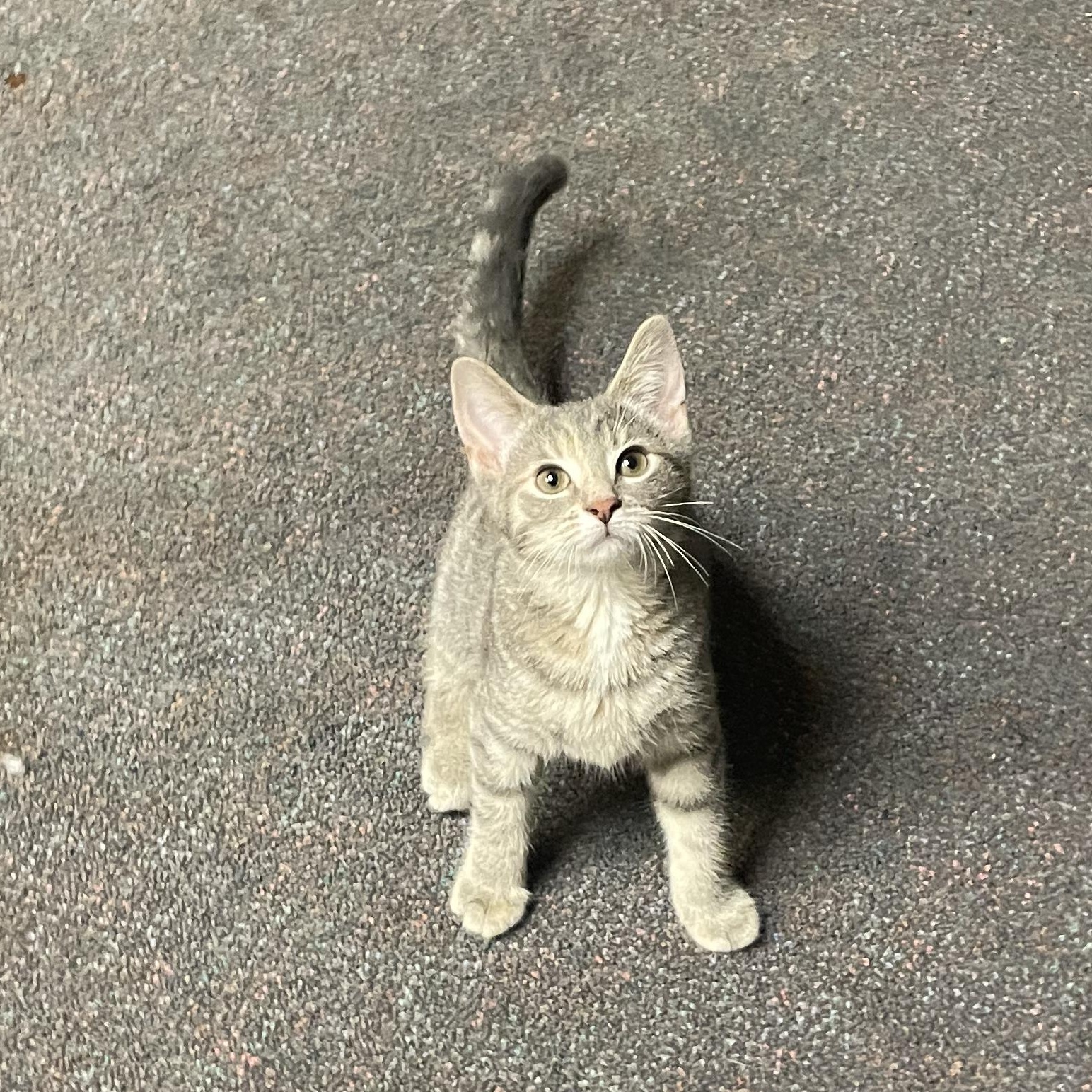 Enlarge Jill, a Adoptable Domestic Short Hair in Penfield, NY image 3/3
