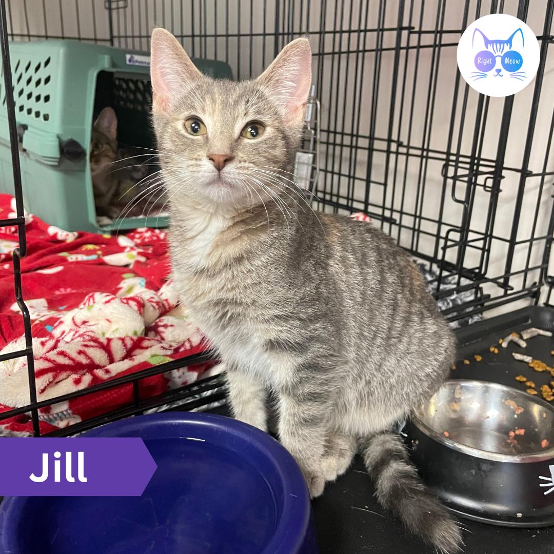 Enlarge Jill, a Adoptable Domestic Short Hair in Penfield, NY image 1/3