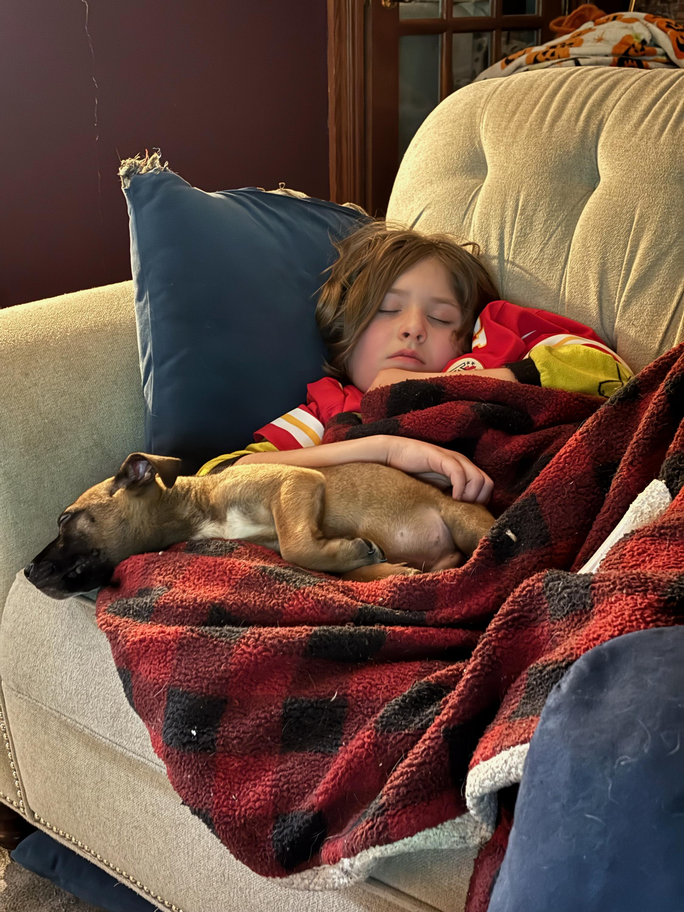 Enlarge Louis, a ADOPTABLE mixed breed in Bowdoin, ME image 1/4