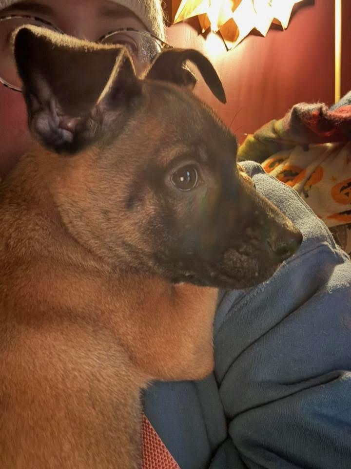 Enlarge Louis, a ADOPTABLE mixed breed in Bowdoin, ME image 3/4