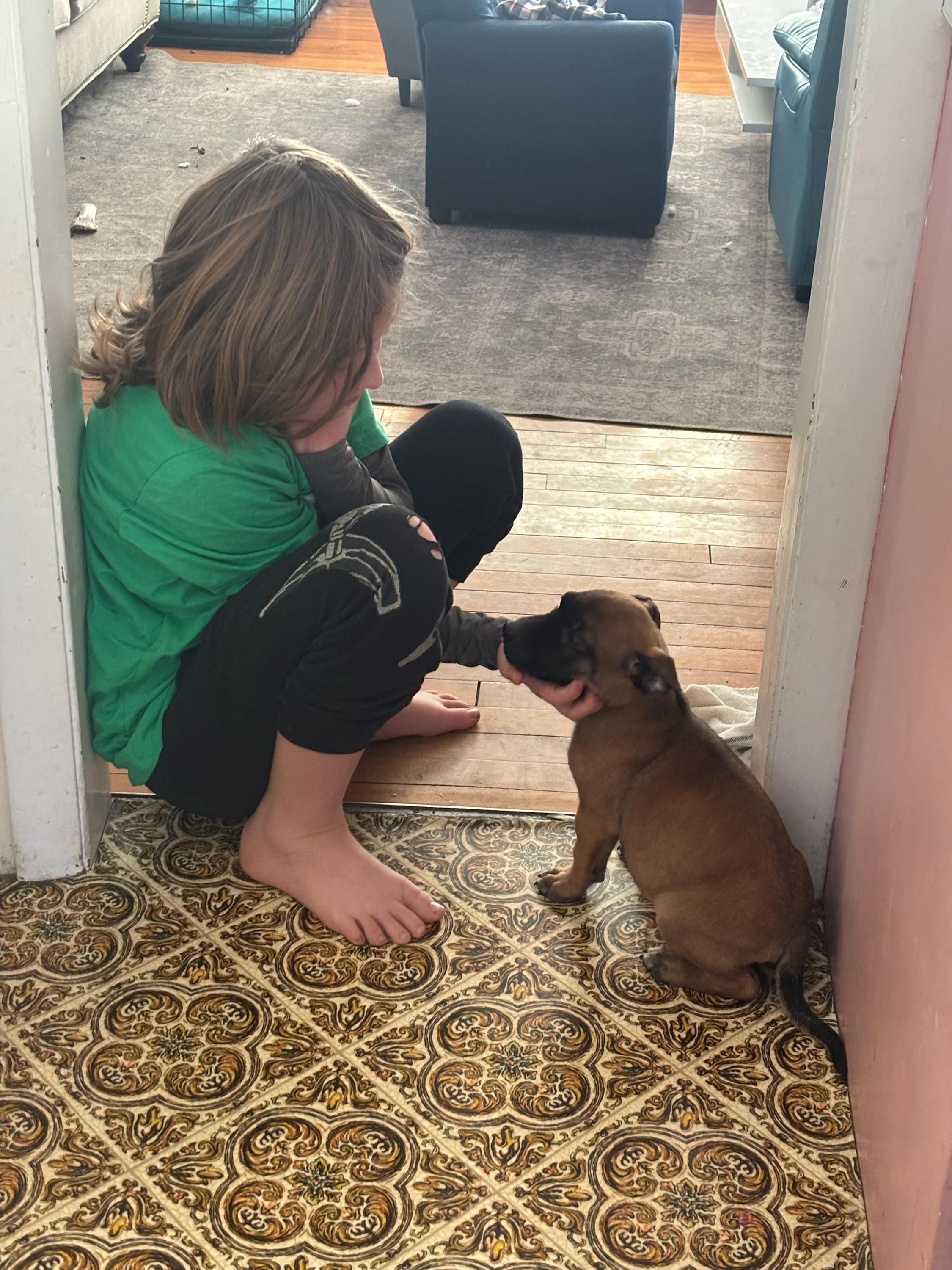 Enlarge Louis, a ADOPTABLE mixed breed in Bowdoin, ME image 4/4